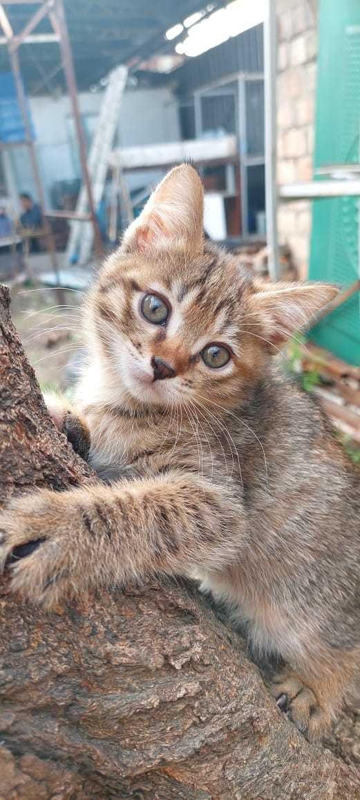 Дарим котенка, возраст 2 месяца, девочка