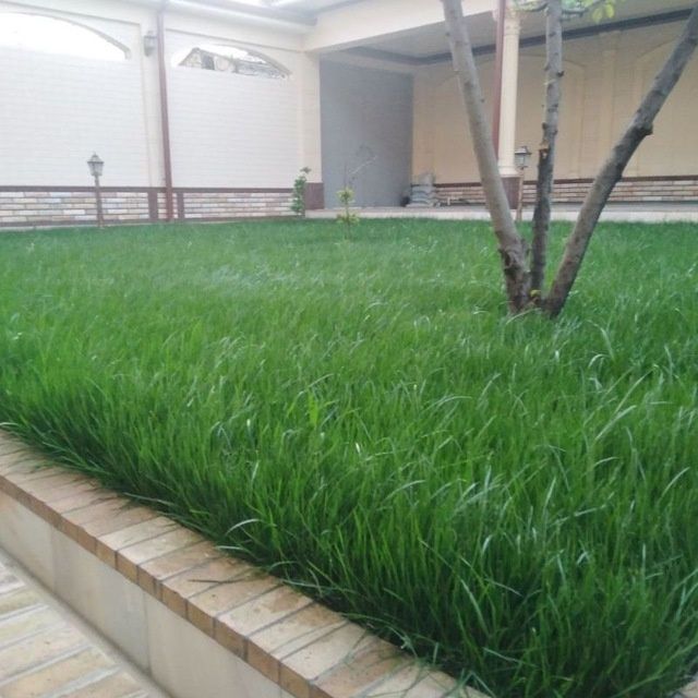 Archa Va gazon Lanshaft xizmatlari bor