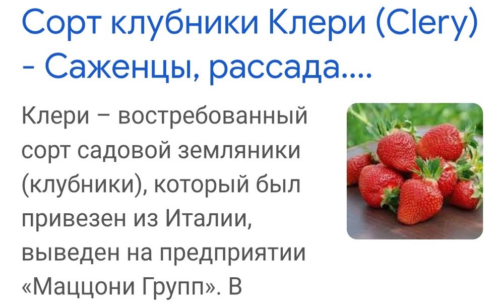 Клубника Клери саженцы Жанаконыс