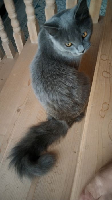 Сотилади жуда акилли ва Тоза мушук