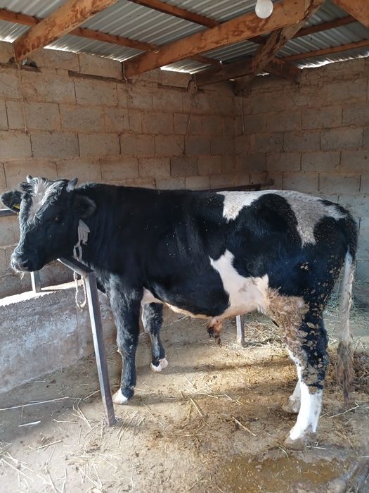 Продаются 10 голов быков