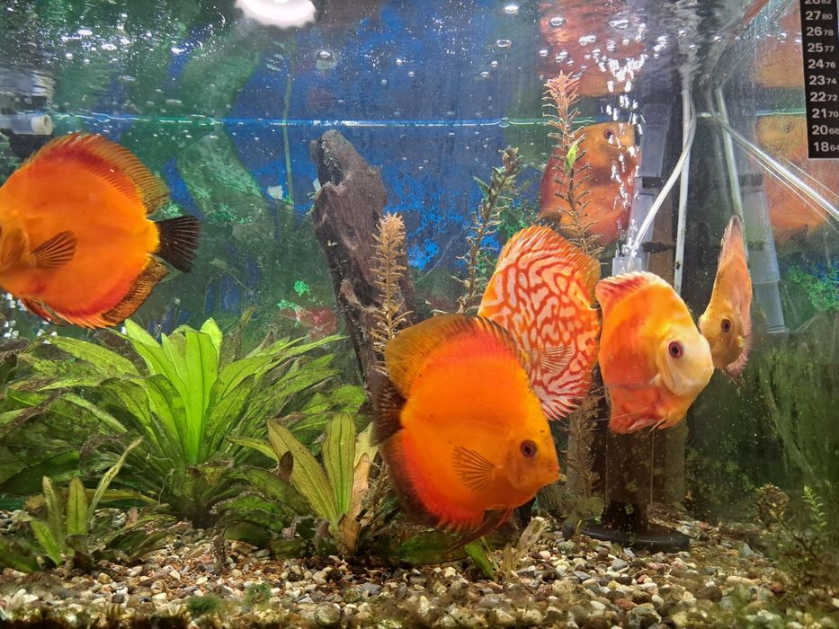Аквариум, 7 броя дискуси + водорасли
