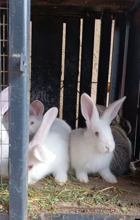 Quyon bollalari sotiladi