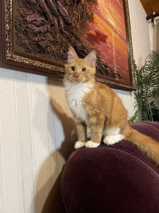 Maine Coon cu părinții campion
