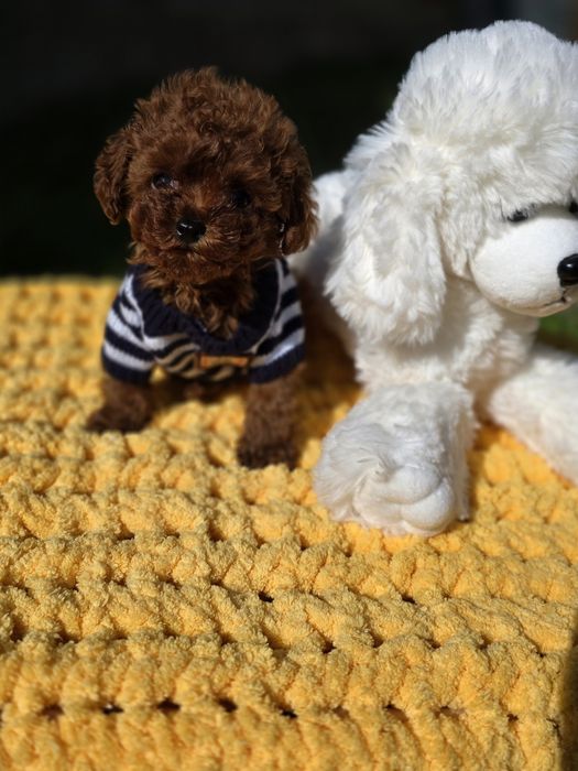 Резервиран !Тийкъп момче/ Tea cup/ с документ за произход