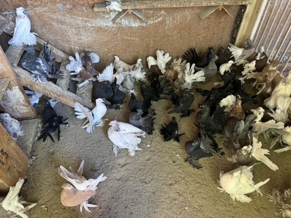 De vânzare Voltati Indieni