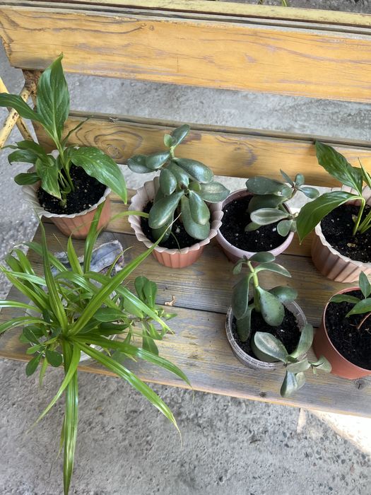 Комнатные цветы для дома