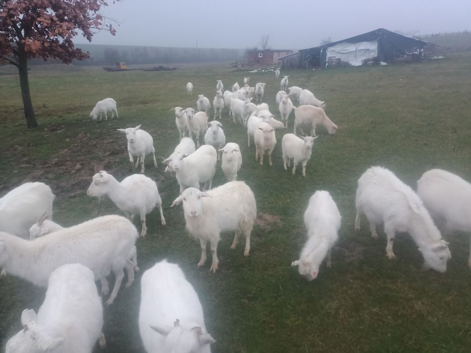Vând capre tinere albe ,rasa sanen și alba de banat