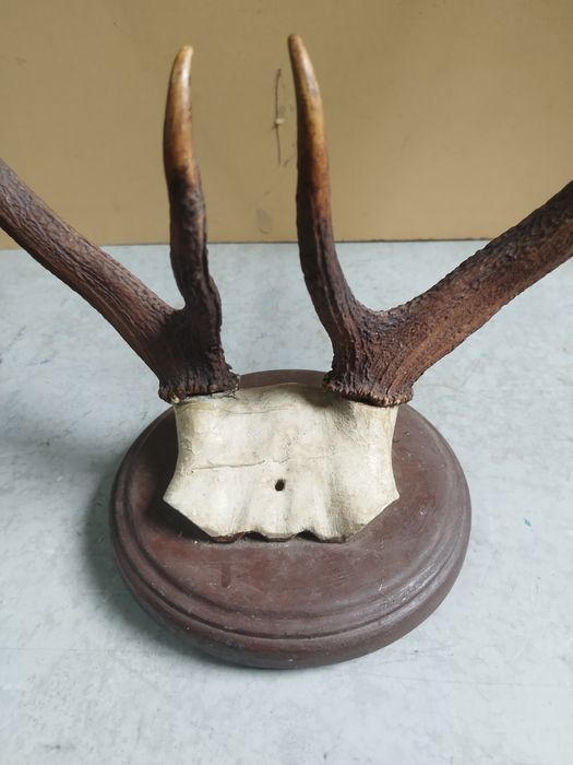 Трофей от елен с  поставка