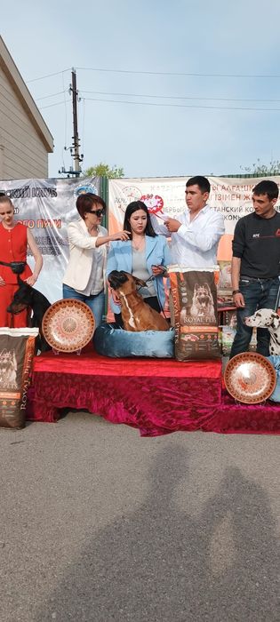 Кобель далматина на вязку