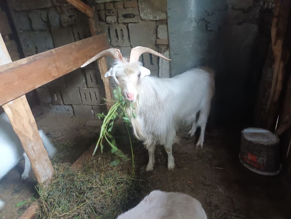 Capre saanen metish un țap 3 capri disponibile