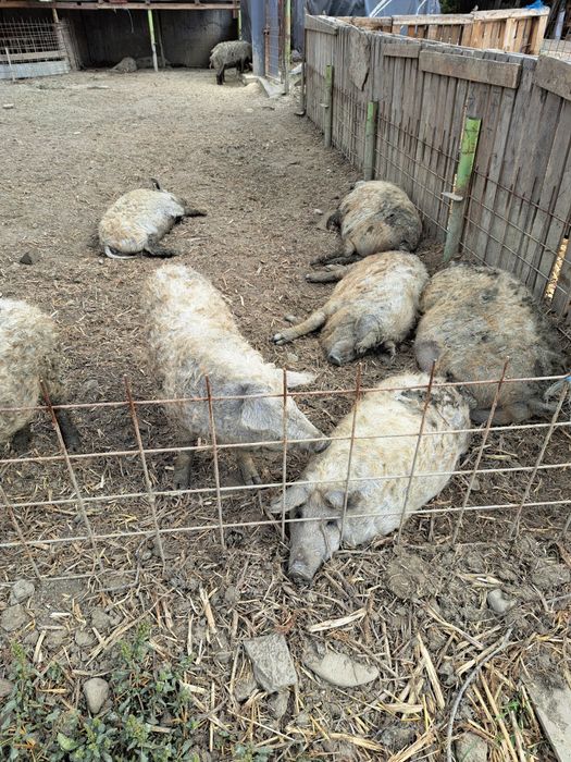 Porci rasa Mangalita crescuți in semilibertate