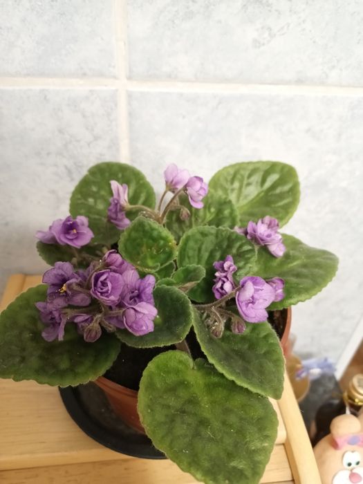 Продам махровую фиалку