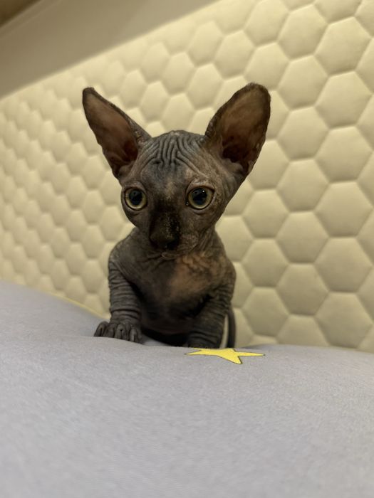 Fetița Sfinx / Sphynx Turtle color