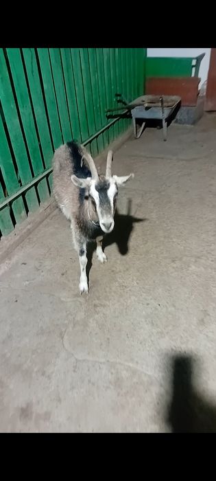 Альпийский ешкі сатылады