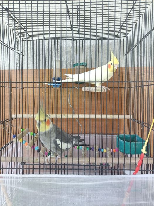 Папугаи кареллы 20000тг 2самца