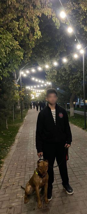 Питбуль сотилади 10 ойлик Киз соглом