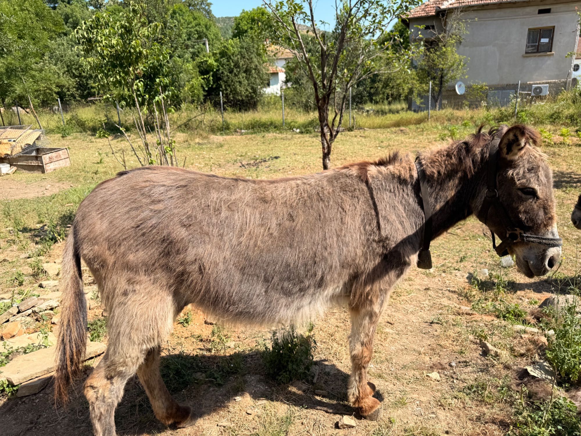 Продавам магарици
