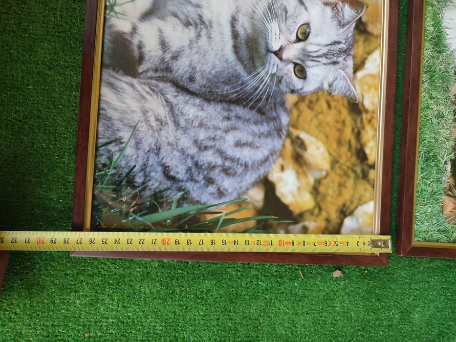 Tablouri animale pisica ,catei