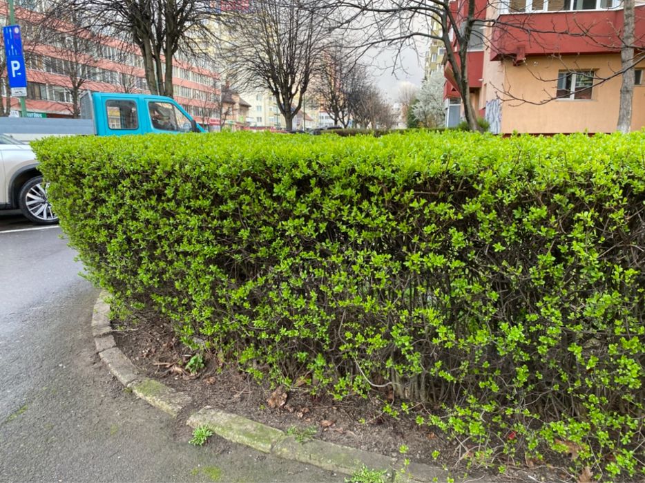 Gard Viu / Lemn Cainesc / Crestere Rapida