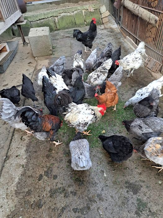 Vand cocosi Australorp