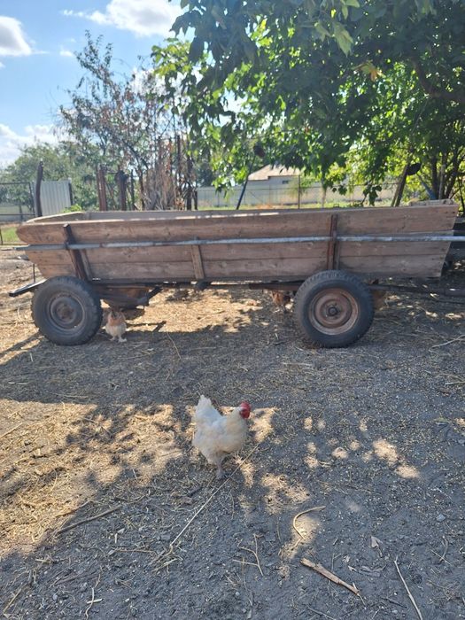 Căruță de vânzare