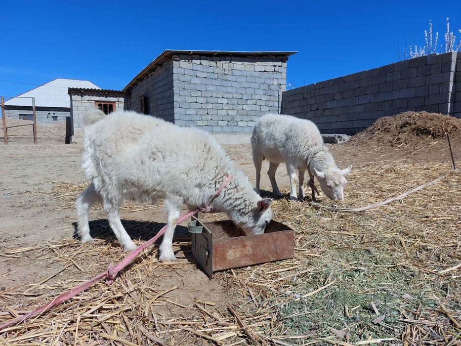 Орыс ешкі сатылады