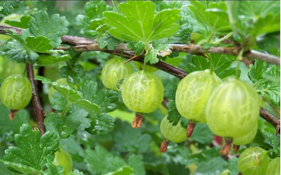 Producator Butasi MUR anul 2 Thornfree, Stoloni capsuni, Smochin Agris