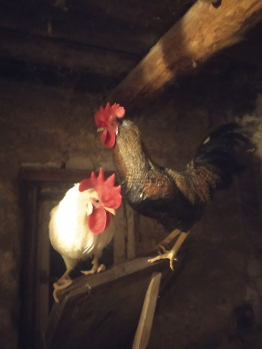 Продам петухов домашних,.Яйцо домашнее.