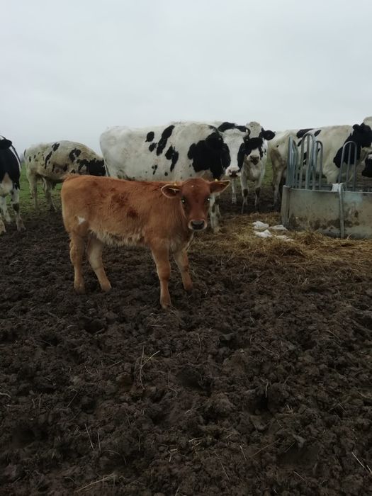 Vitei vârstă 4-5 luni