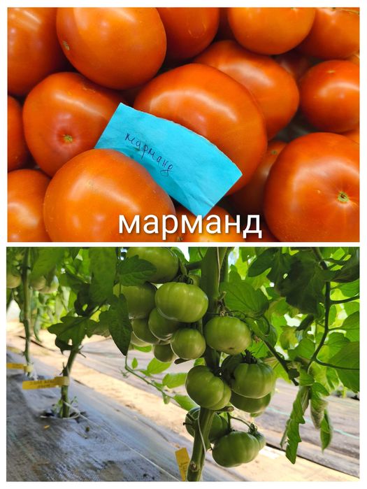 Стари селски сортове домати,краставици и други