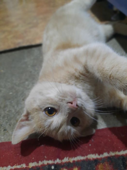 Мальчик 6 месяцев