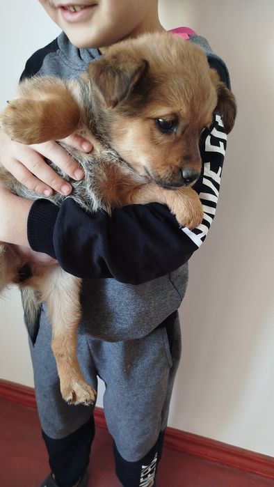 Choponi it bolachasi asaall