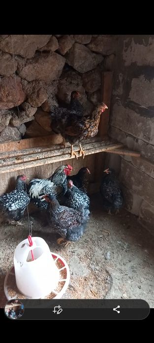 Familie wyandotte colorate 7+1