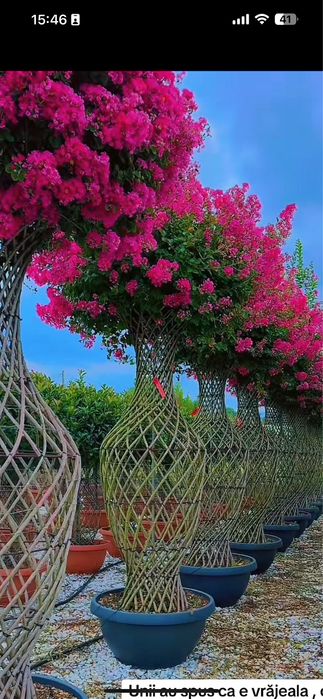 Lagerstroemia Indica ( liliac indian ) plante naturale gradina