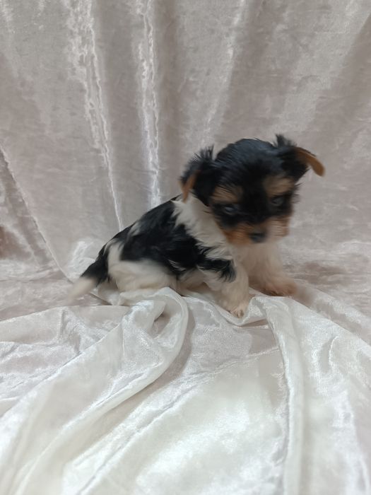 Щенки бивер йорка