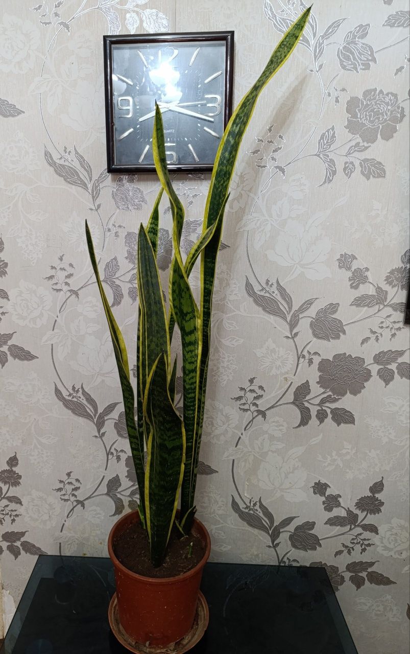 Продается Сансивьерия голд красивое и мощное растение.