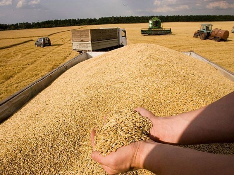 Продам ПШЕНИЦУ 4 класс большие обьемы