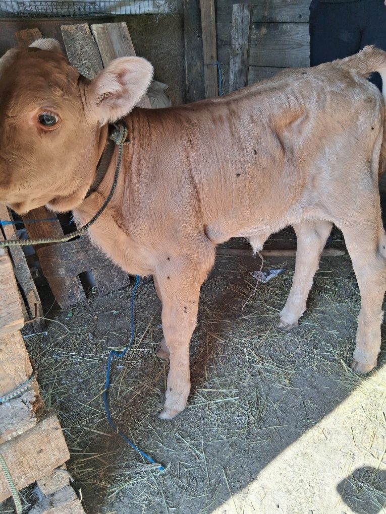Vând vițel de 5 zile