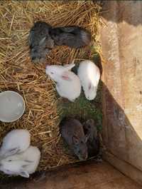 Vând iepuri 40 de lei bucata