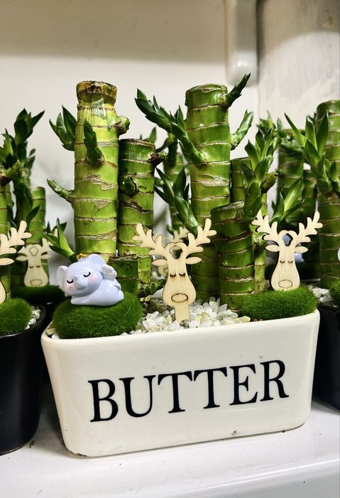 Бамбук подарочный в продаже