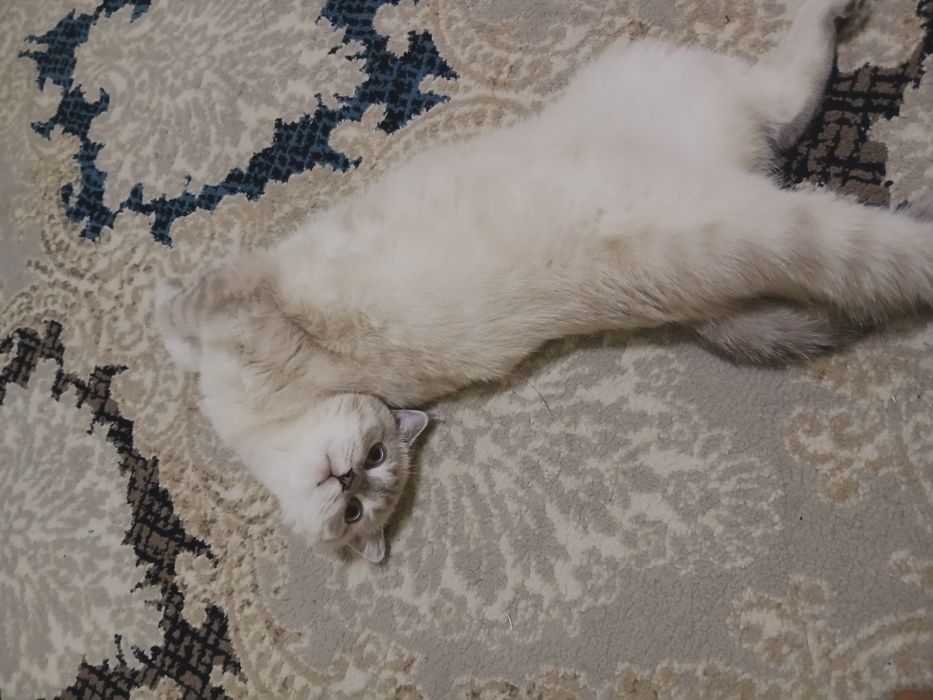 Viyazkaga erkak mushuk kerak.
