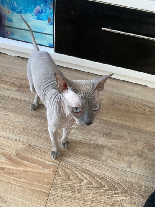 Отдам кошку, стерелизованная