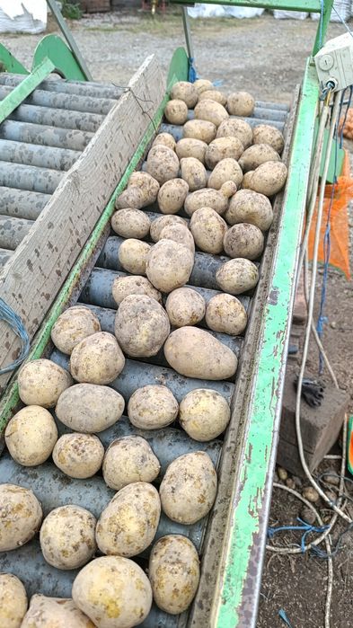 Vând cartofi consum alb