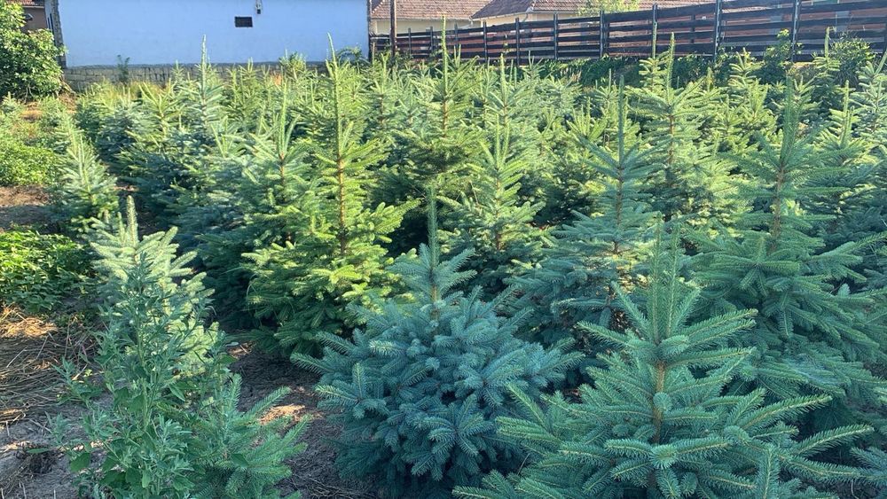 Brazi Argintii crescut in Romania