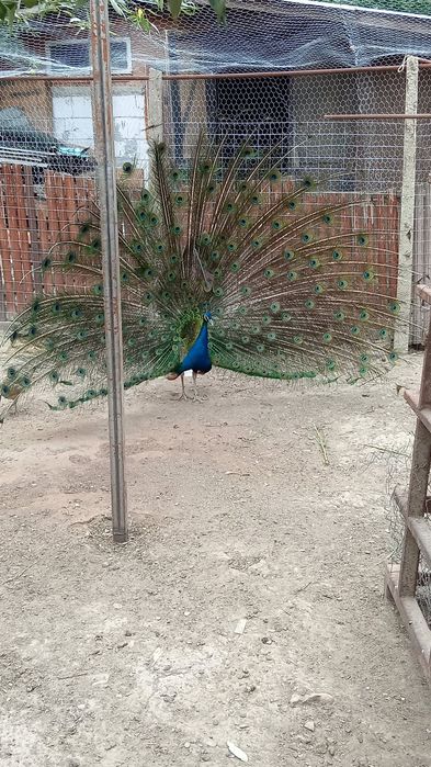 Pene de păun de vanzare