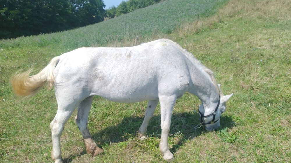 Iapă blândă de vânzare