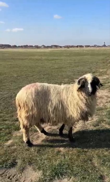 Berbecuti nosteni de vanzare Breaza de Hateg