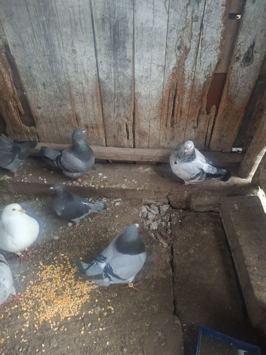 Vând porimbei rasa king