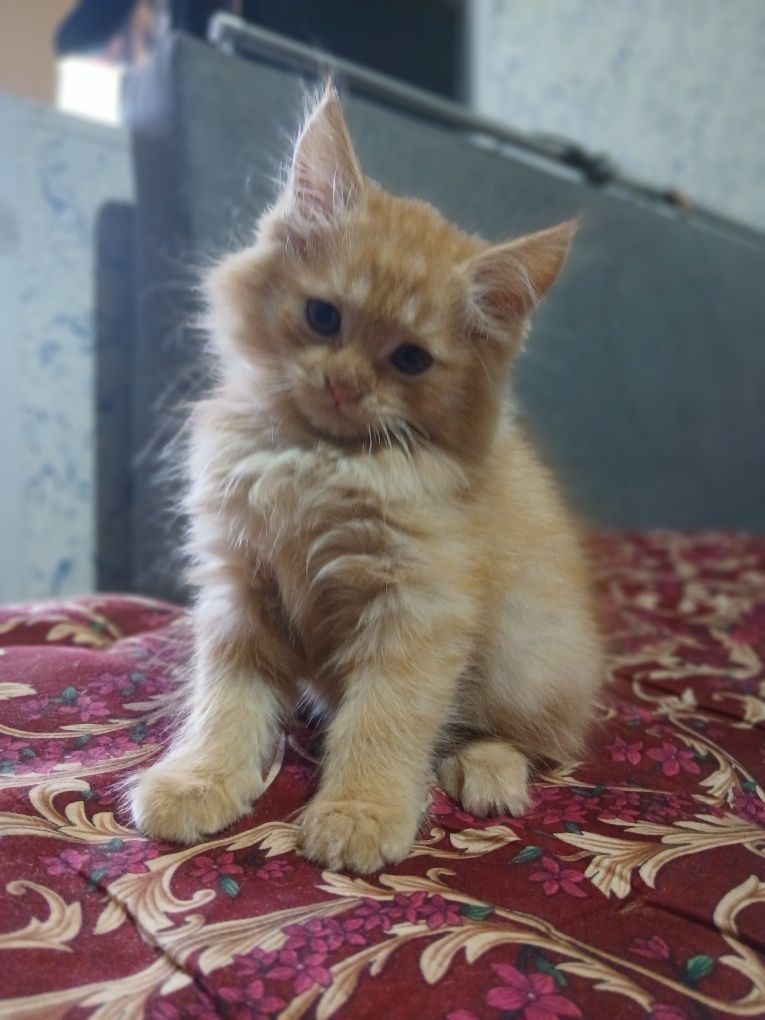 Продаётся котёнок мейн-кун с золотой шиншиллой
